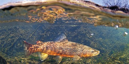 simmsfishing's tweet photo. Say no to copper mining and take action to save the Montana's Smith River.  @americanrivers #simmsfishing https://t.co/psG26K0KI9