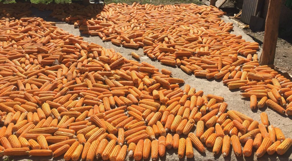 CrawfordFund's tweet photo. Big effort! @SeedsOfLifeET introducd ~600 varieties 4 subsistnce farmers; 36 tested &amp; 19 releasd to farmers #Timorag https://t.co/tDOQAnrPK9
