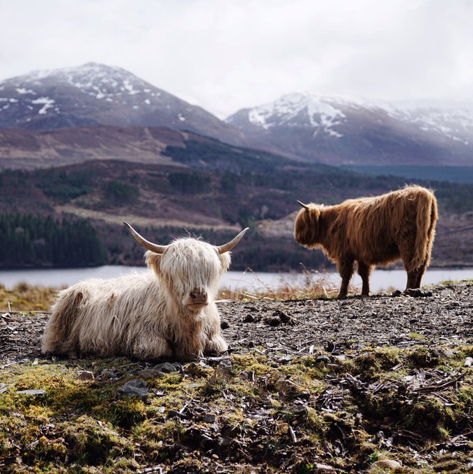 Getting acquainted with the possibly/probably emo Highland cow in northern Scotland. https://t.co/rh<a href="/tag/lovefordubai"class="tags"><span>#lovefordubai</span></a><a href="/tag/dubaijadore"class="tags"><span>#dubaijadore</span></a>
