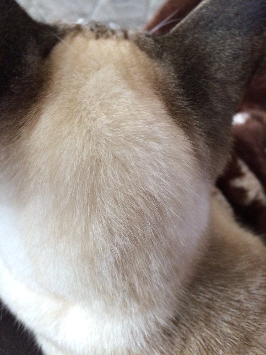 neko_nagi's tweet photo. 猫の高等ブラ部 https://t.co/oE4KmYvTMy