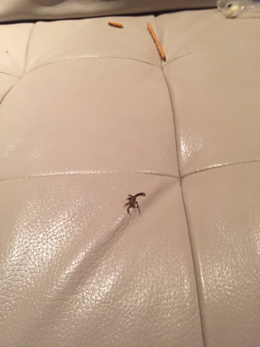 MboneHD's tweet photo. Just got stung by a scorpion... Don't call me a bitch, but it hurt like hell. #RIPMbone #RealMenFeelPain https://t.co/yo6NfX1TOr