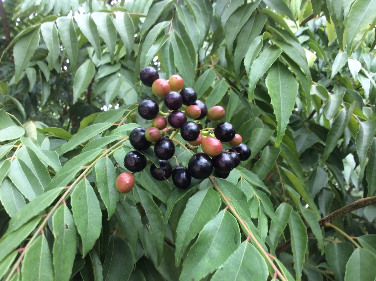 gardenalot's tweet image. #CurryTree Murraya koenigii #Rutaceae small tree. Native to India Pakistan &amp;amp; Sri Lanka