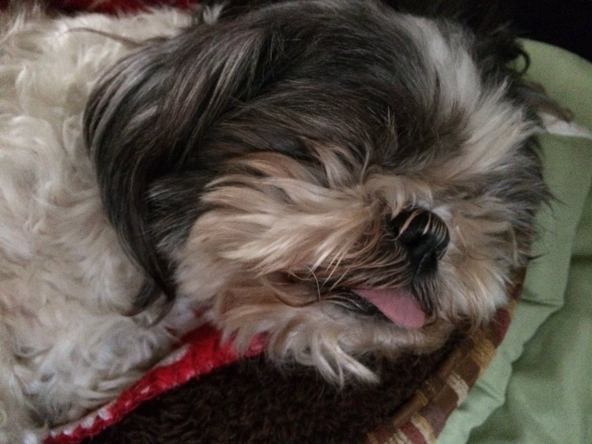 WormyW's tweet photo. @TheLadyAlthaea *Is just too darn pooped to drink it. His tongue is hanging like this and he's snoring squeakily* https://t.co/8vjwfIJR5H