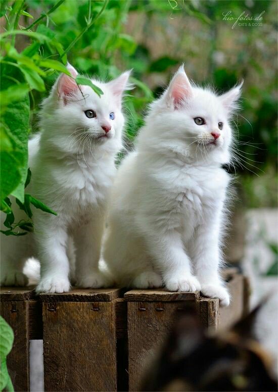 @BeAwesome_Laugh 
Thank you :-)) 💚💚