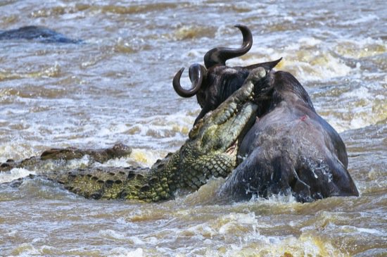 BonfireSafaris's tweet photo. #KenyaIsBestKnownFor Hosting The World Cup of Wildlife-WildebeestMigration,one of the“seven New Wonders of the World https://t.co/doEjcH7KS3
