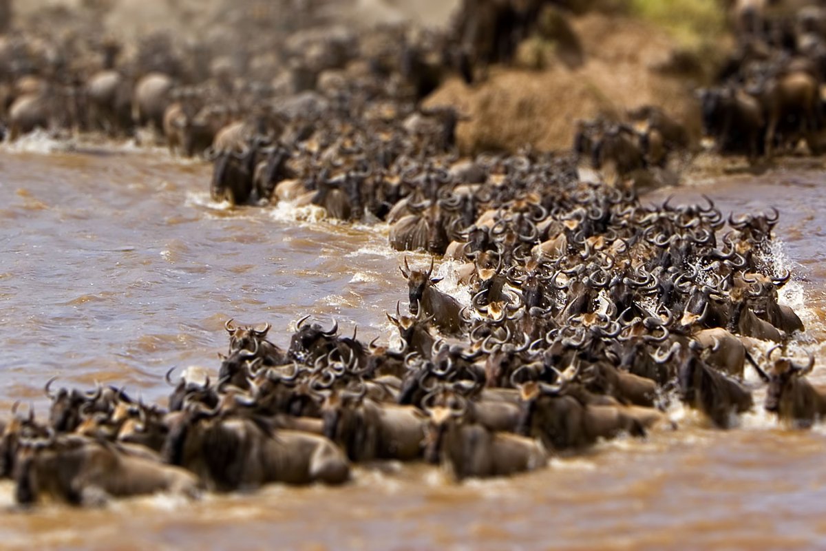 BonfireSafaris's tweet photo. #KenyaIsBestKnownFor Hosting The World Cup of Wildlife-WildebeestMigration,one of the“seven New Wonders of the World https://t.co/doEjcH7KS3