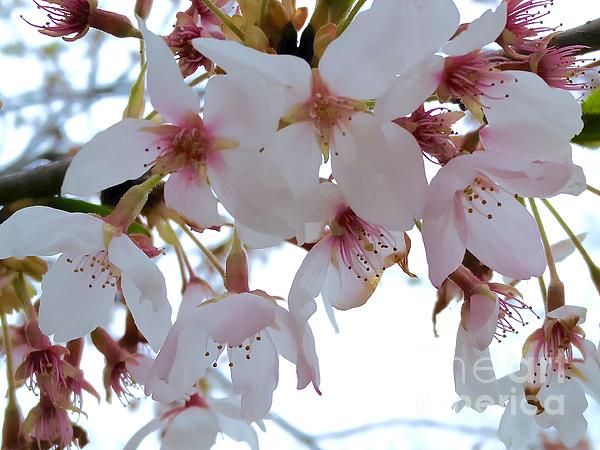 Bella Bellezza tweet media