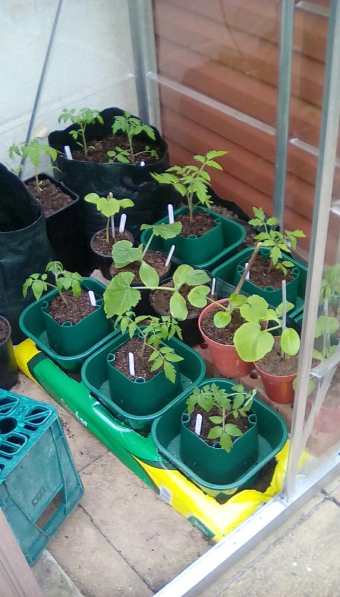 jonpcoombs's tweet photo. Tomatoes are in their final growing position. #gyo https://t.co/GKp4gxsbm4