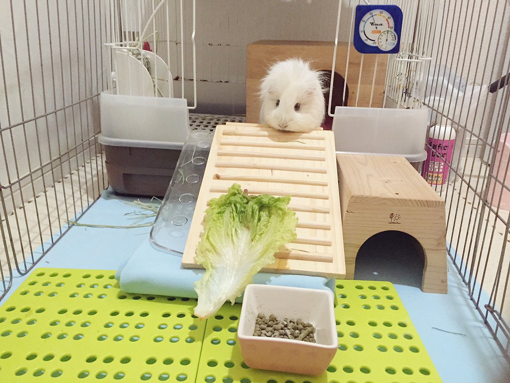 fran_chiffon's tweet photo. あまりにも出てこないのでご飯を外に置いてみたらすごい途方に暮れた顔された https://t.co/8ko1ze4LgY
