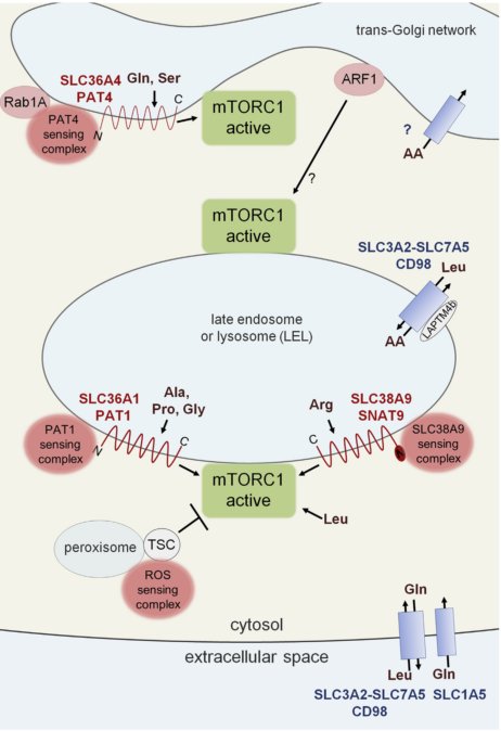Gommaar's tweet photo. And the story continues! Multiple mTORC1 hubs to integrate different
Amino Acid inputs. 

https://t.co/3JFuM5TVZt https://t.co/SLmGtjzqNz