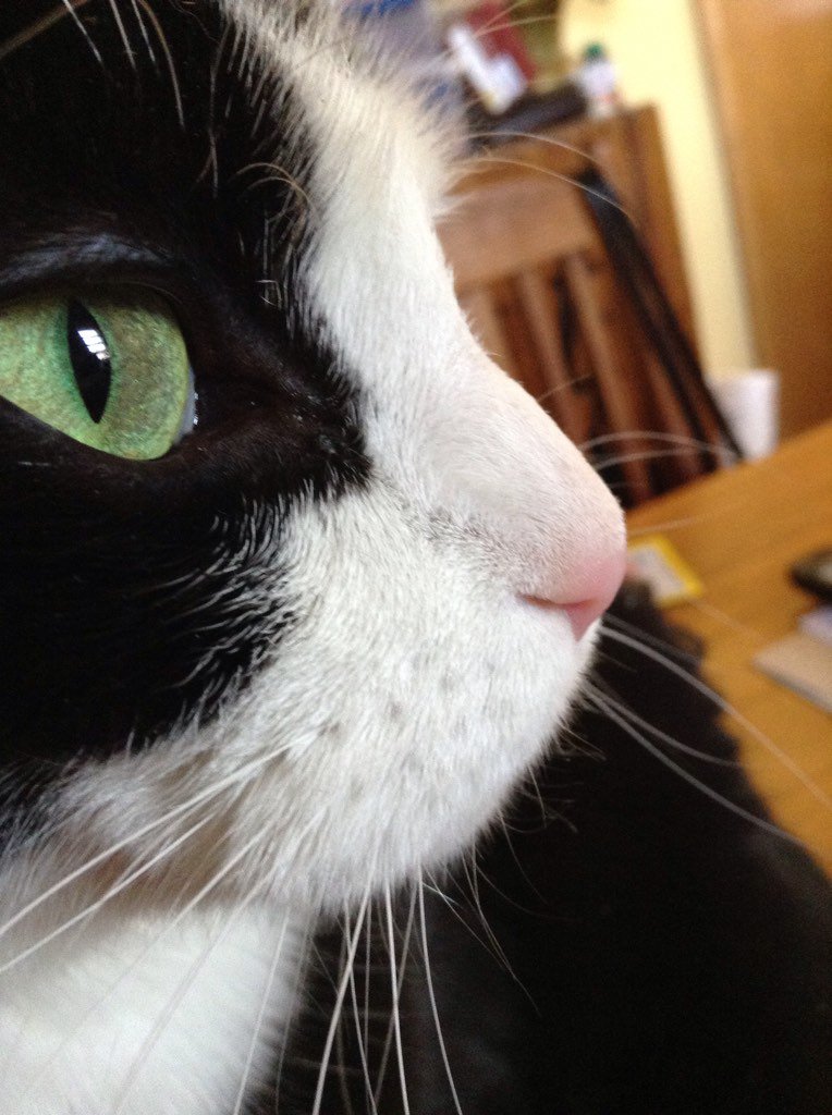 AlexandraLSmit2's tweet image. Debonair man about town, George on #whiskerswednesday. #tuxiesrule #CatsOfTwitter