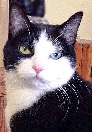 AlexandraLSmit2's tweet image. Debonair man about town, George on #whiskerswednesday. #tuxiesrule #CatsOfTwitter