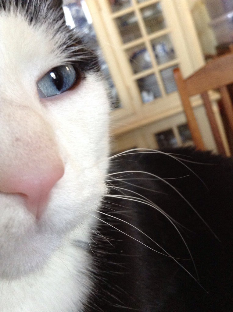 AlexandraLSmit2's tweet image. Debonair man about town, George on #whiskerswednesday. #tuxiesrule #CatsOfTwitter