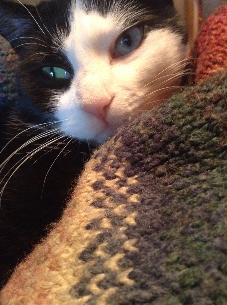 AlexandraLSmit2's tweet image. Debonair man about town, George on #whiskerswednesday. #tuxiesrule #CatsOfTwitter