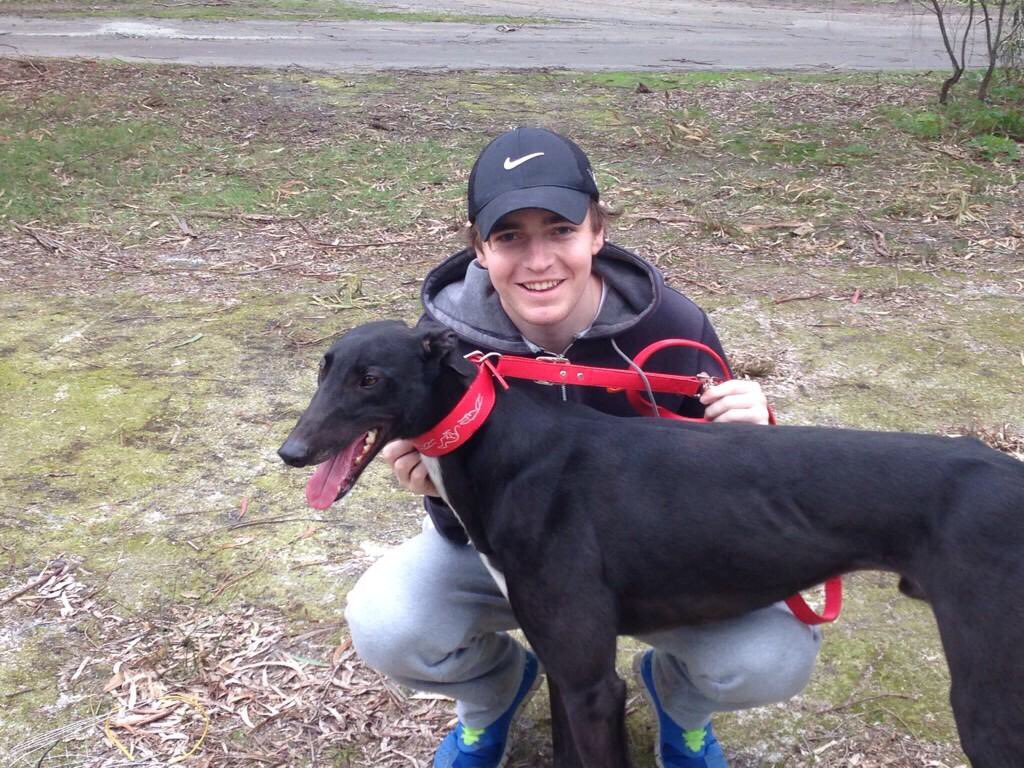 GuruGezza's tweet photo. @whacknal @Rylees_Bandit Smashed a hock trialling this morning. Not fastest dog but none better looking or happier! https://t.co/AeEI05LASX