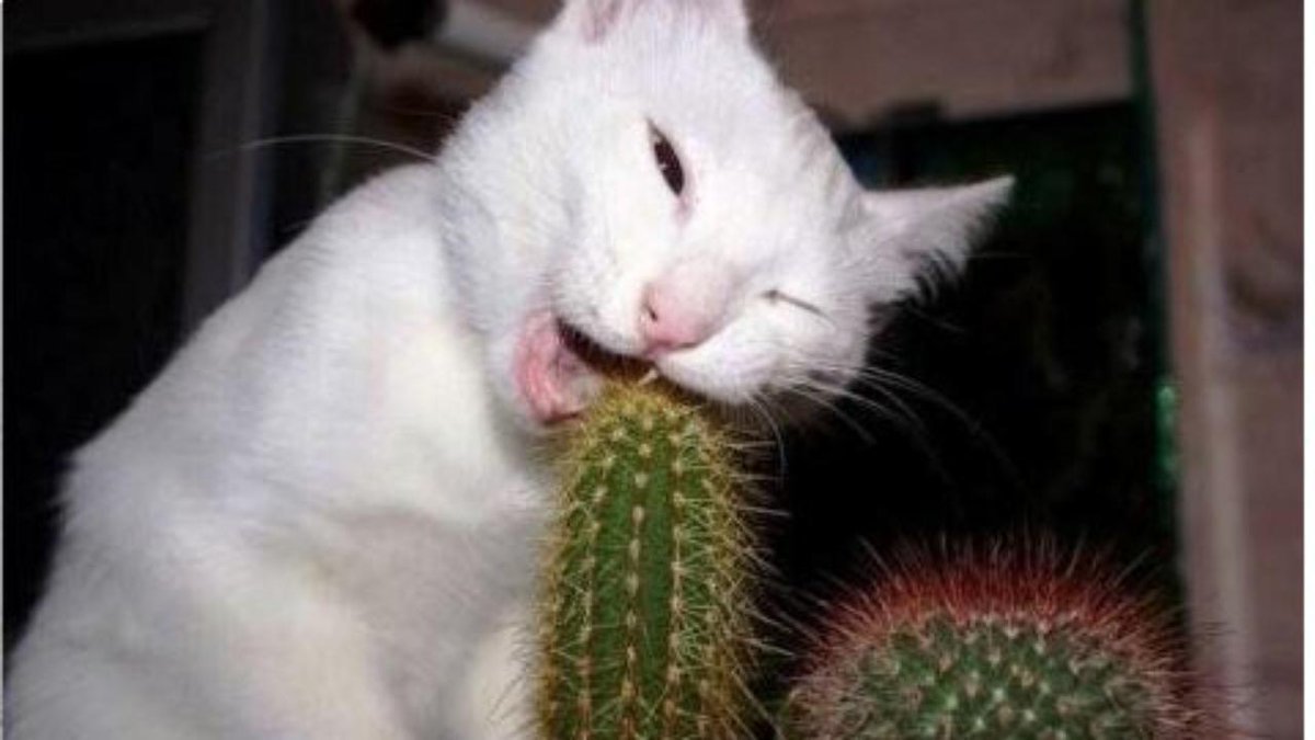 jfilippon's tweet photo. No matter if life is hard on you, just keep chewing. #catsense https://t.co/Qz8XC2xmuu
