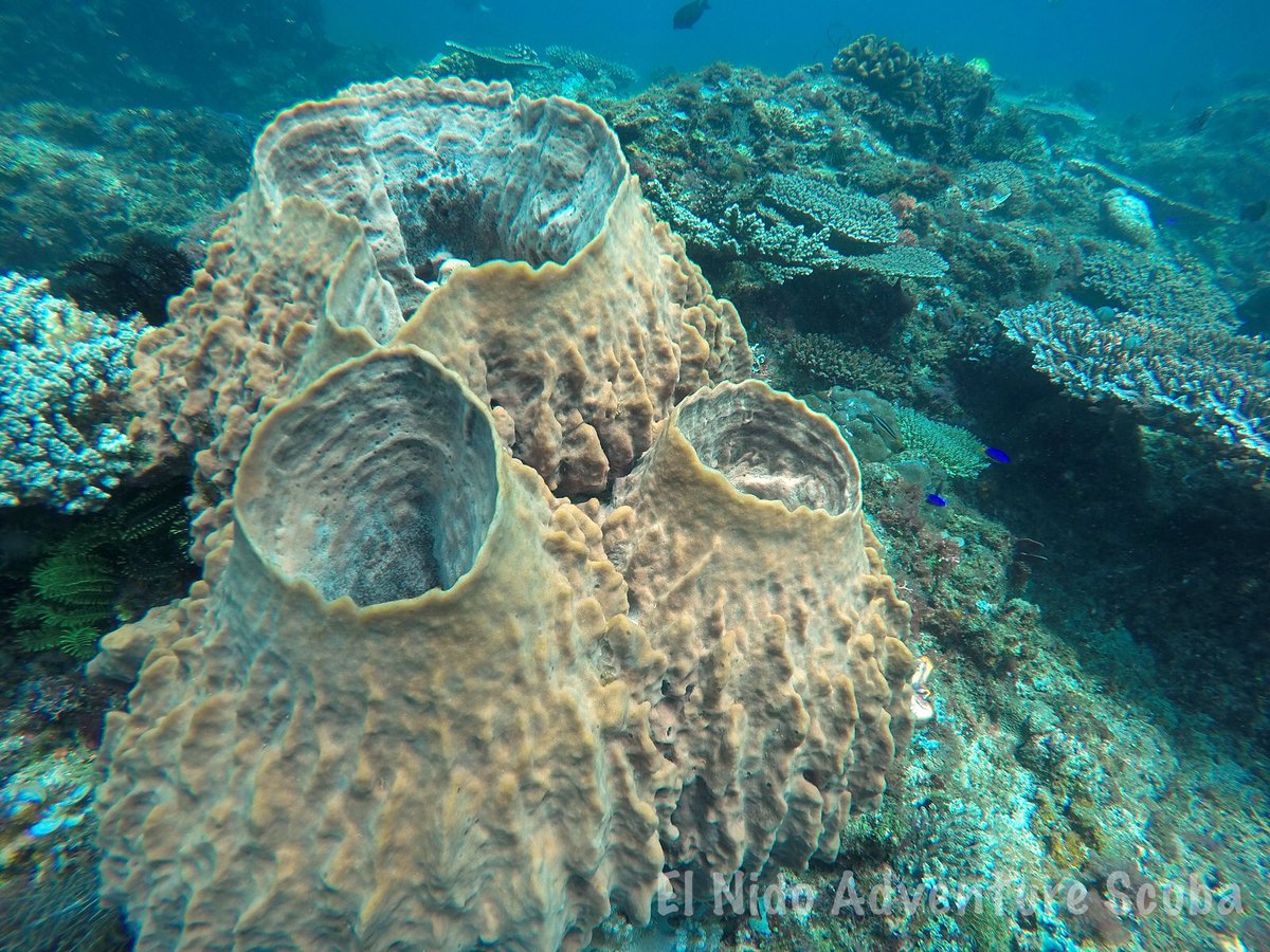 scuba_elnido's tweet photo. Coral formation #dive #scuba #elnido #underwater #adventurescuba https://t.co/d4wU0svvIT