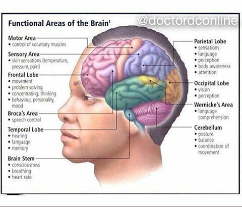 TheCaringTimes_'s tweet image. From @doctordconline -  Functional Areas of Brain

#brain #functionalarea #neurology #neuroscience #neurologist #bi…