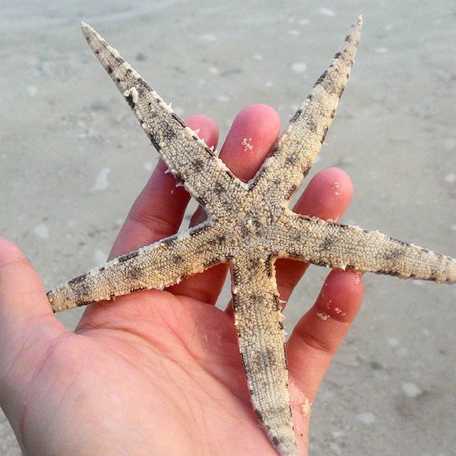 starfishstuff's tweet photo. #beatiful #starfish #tickle #soreal #keepoceansclean #clearwaterbeach #respecttonature #le… https://t.co/XozyIUjdMz https://t.co/ccpMVqkRie