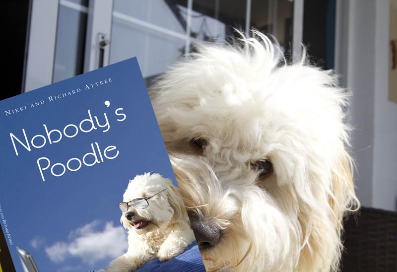 WoofTasticbooks's tweet image. Need 50 reviews to be noticed Plse leave a comment if u have read my book 'Nobody's Poodle' goo.gl/qO8DYQ