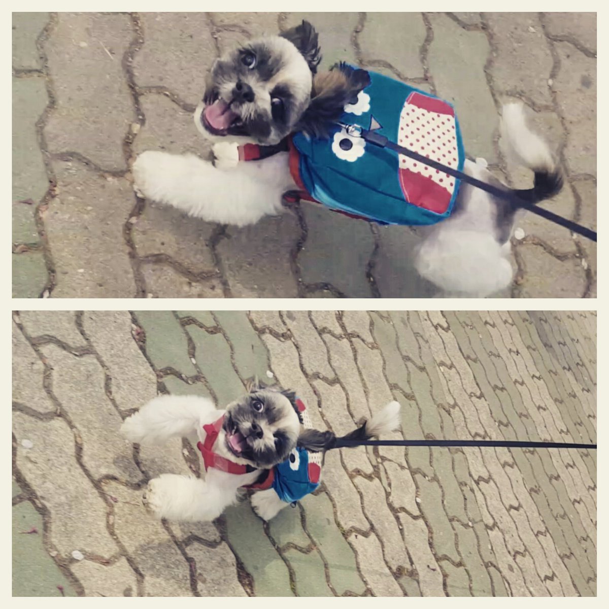 sungmo0226's tweet photo. 모찌 신났다 ㅎㅎ
만개한 벚꽃으로 완연한 봄이 왔음을 알았던
봄날 연지공원 산책. https://t.co/skl9ll5RaB
