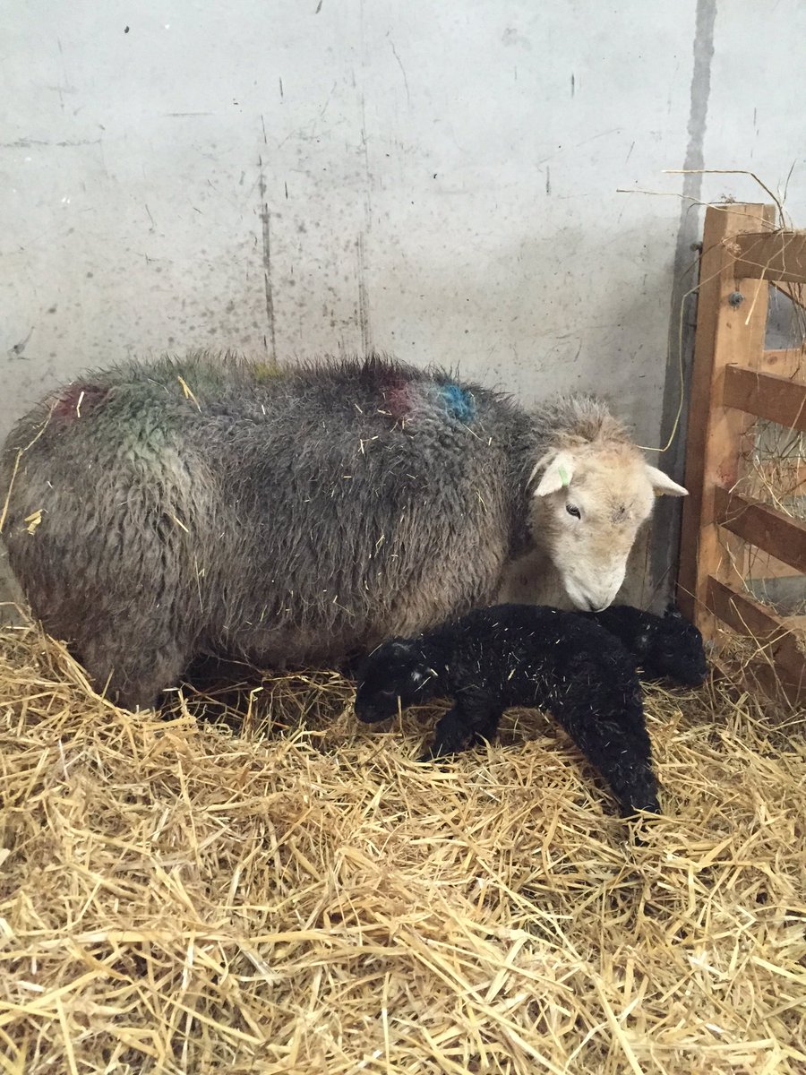 PenguinUKBooks's tweet photo. Hoping to show you some live lambs with @herdyshepherd1 in a few minutes... Fingers crossed! https://t.co/c4H2i0MrR0