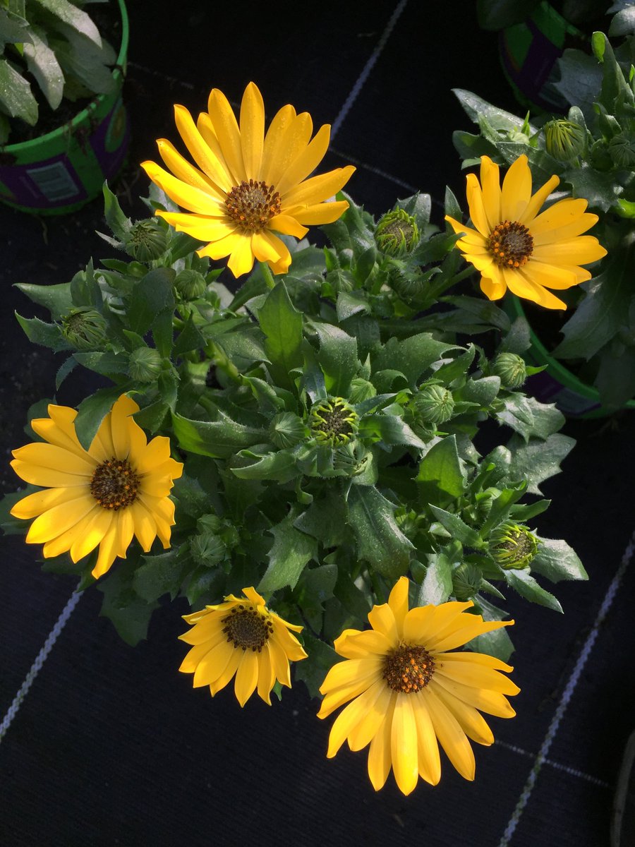 Osteospermum--#happy summer#
