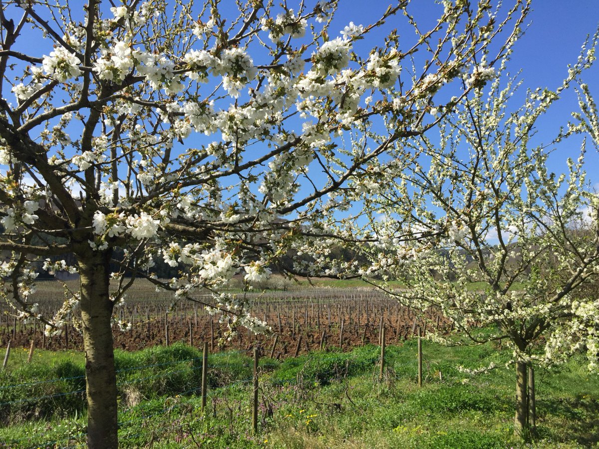 Cherry tree in our garden. LDP
#dugat-Py #Springtime