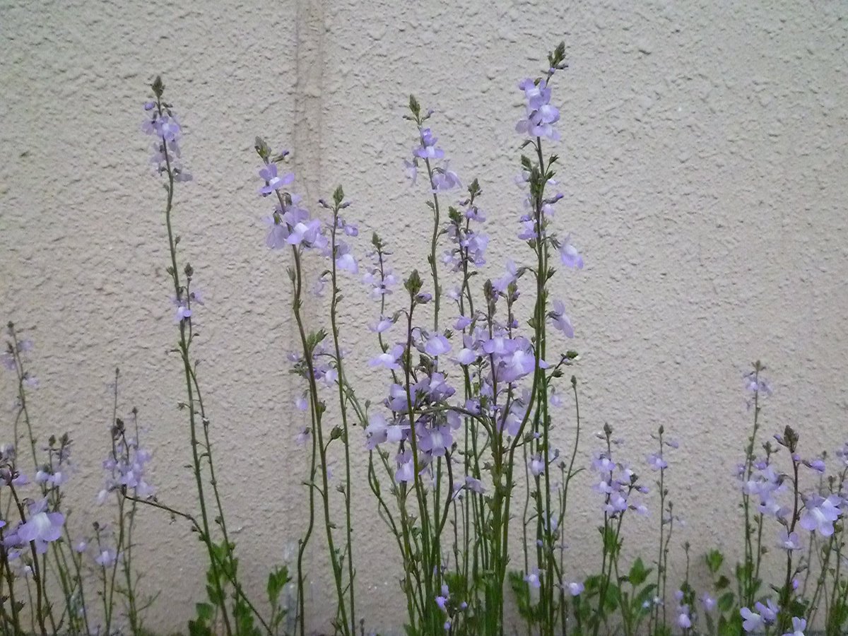 青木 信 マツバウンランの花の群落 ゴマノハグサ科 アメリカ原産の帰化植物で1941年に京都市で初めて採集された 葉の形が松葉 花がウンランに似ていることから この名がついた 薄紫色が綺麗 T Co Ate4rskkg2 Twitter