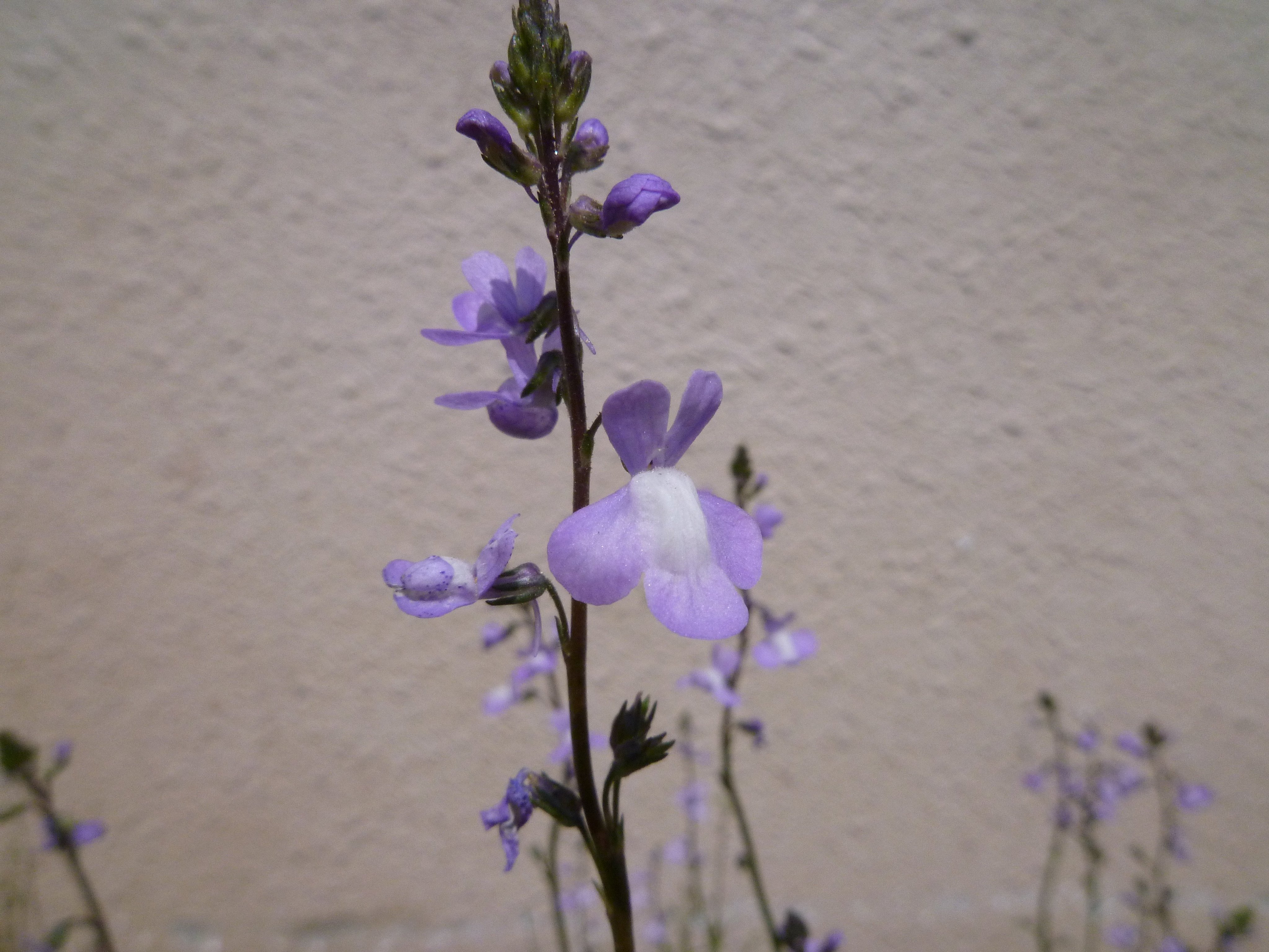 青木 信 マツバウンランの花の群落 ゴマノハグサ科 アメリカ原産の帰化植物で1941年に京都市で初めて採集された 葉の形が松葉 花がウンランに似ていることから この名がついた 薄紫色が綺麗 T Co Ate4rskkg2 Twitter