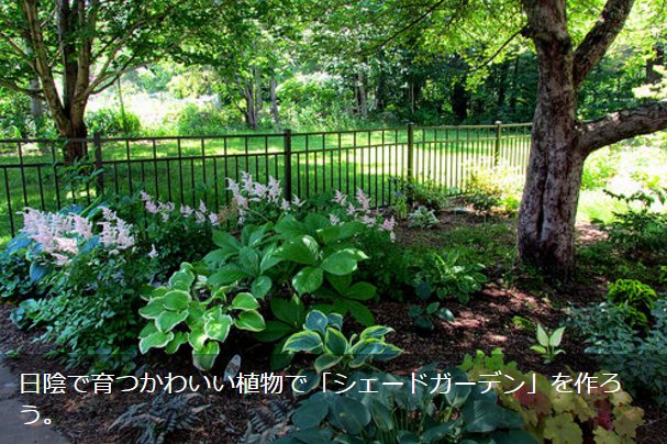 Lovegreen Twitterissa 日陰で育つかわいい植物で シェードガーデン を作ろう T Co Nhfbyjst1s 庭 植物 半日陰 ガーデン 日陰 シェード 花 T Co Dxg3xbilde