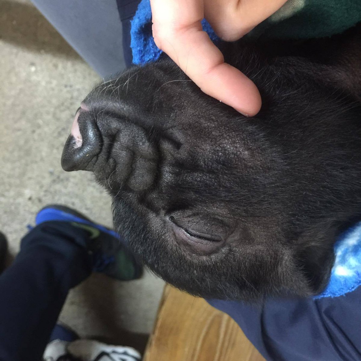 nmcdes's tweet image. We visited @PennywellFarm on the weekend and met this very cute piglet! Great day out!