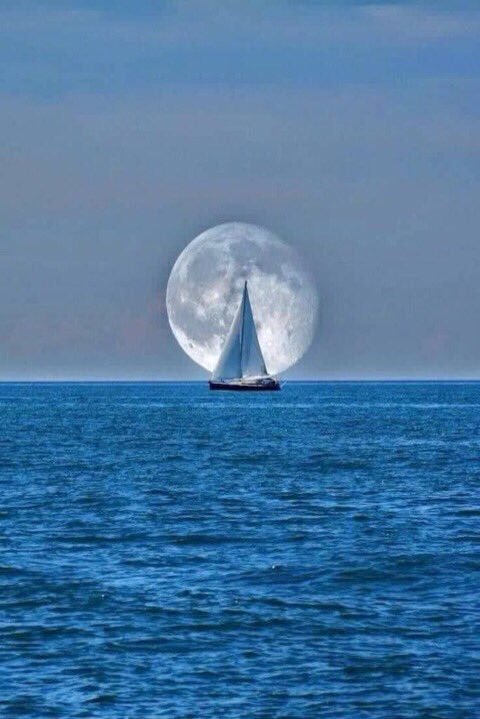 الزعيم العالمي tweet media