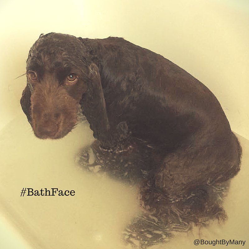 manypets_uk's tweet photo. Does your dog have a #BathFace? https://t.co/LHJe15D5a7