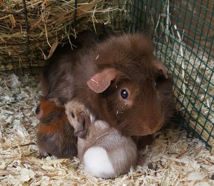 Eergisteren werden we blij verrast met de geboorte van vijf caviaatjes. <3<3<3<3<3 !!!!!  <a href="/AVRITuincentrum/">AVRI Tuincentrum</a>