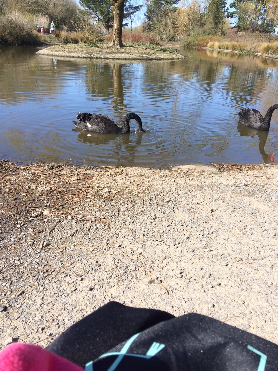 LillyHarper15's tweet photo. Love sitting in this spot watching the birds @WWTLlanelli  #sunsout #family #adventure https://t.co/7yQZTWAPCQ