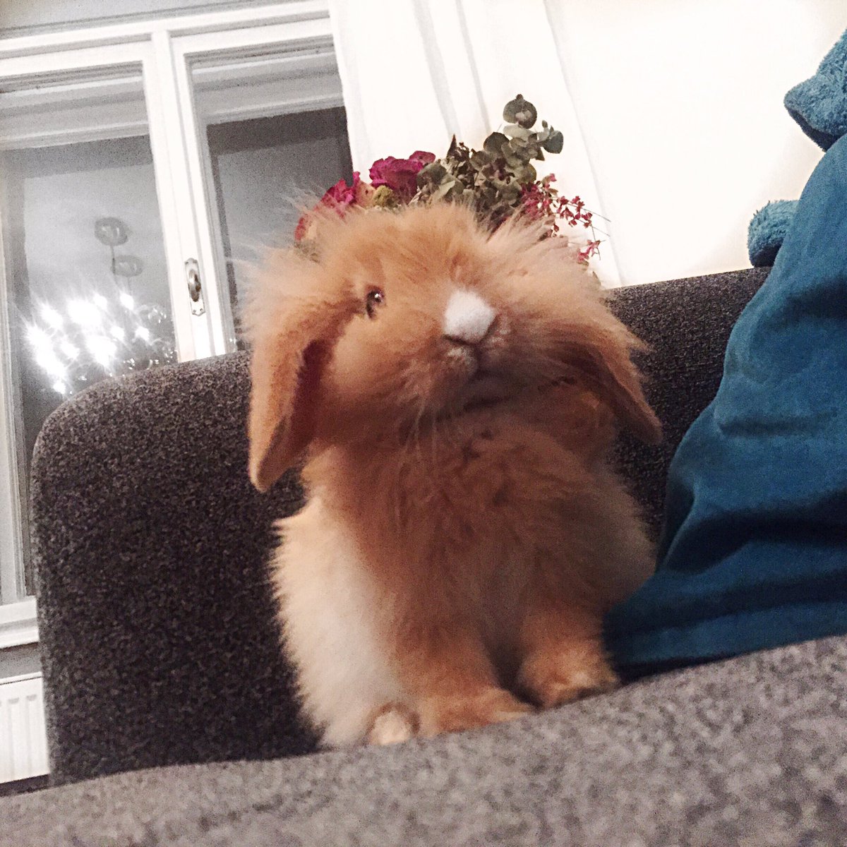 elladvornik's tweet photo. Mr fluffy. #bunny #floppyearedbunny #tabbit #floppyears #cute #animals #petvunny https://t.co/NWOiFbQeXd