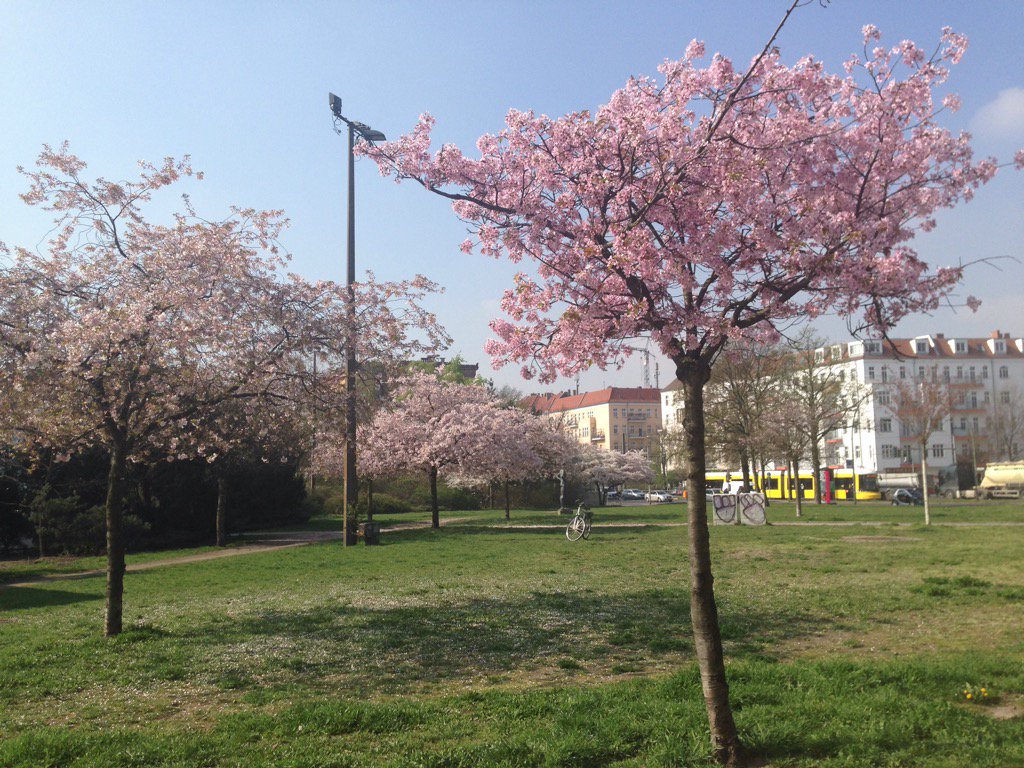 berlinbaselofts's tweet photo. Lovely blossom in Prenzlauer Berg at the moment #Berlinblossom #visitberlin #berlinbase https://t.co/VsrNq2fXNL