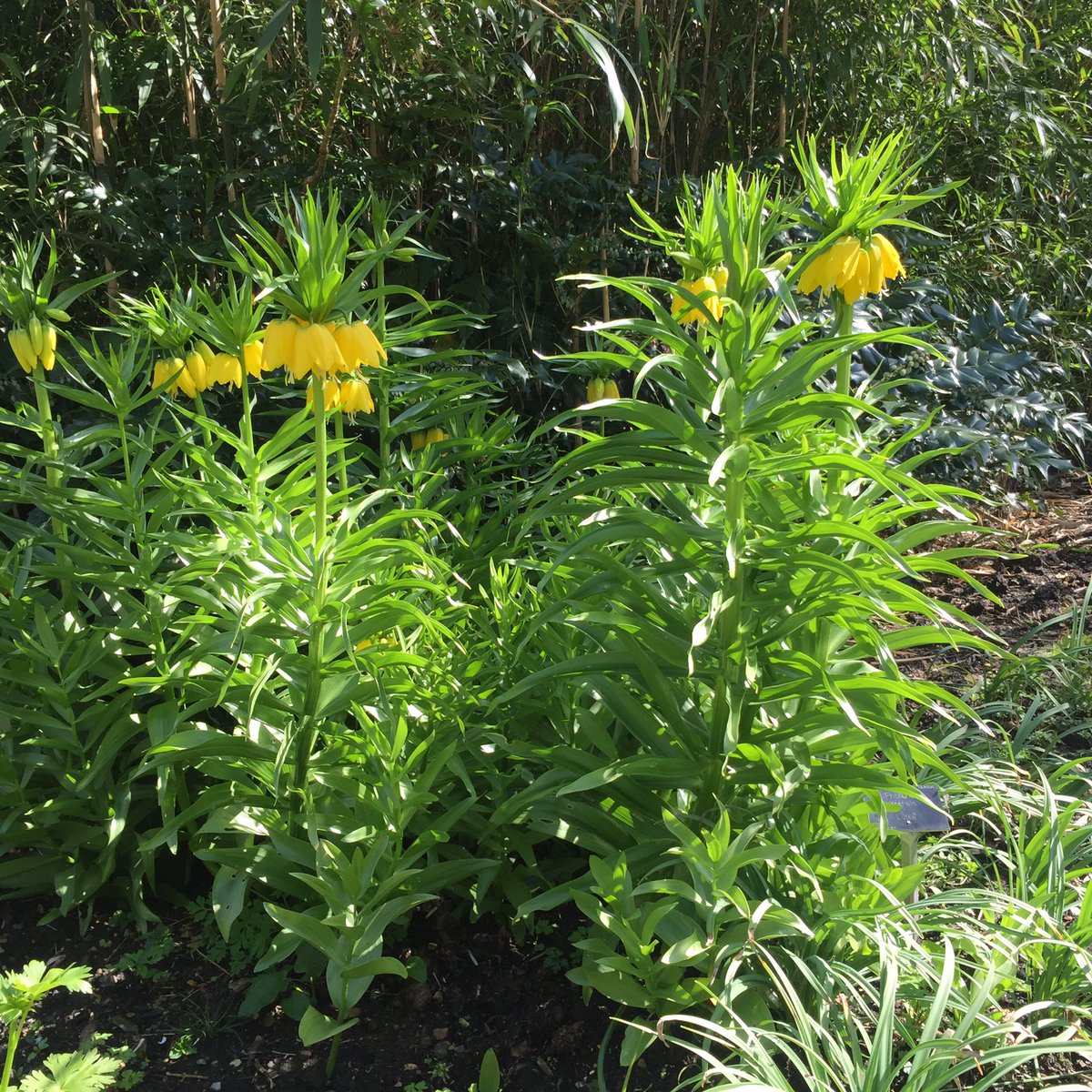 _AlisonMurray01's tweet photo. Fritillaria imperialis 'Lutea' looking majestic in the woodland garden @CamBotanicComms @CUBotanicGarden https://t.co/U93eNHCgKg