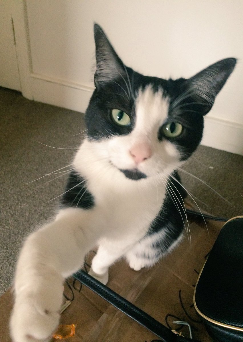 dorasparklebear's tweet image. Gimme that camera. Let me take a selfie. 📷📷📷 #whiskerswednesday #CatsOfTwitter #selfie #catselfie