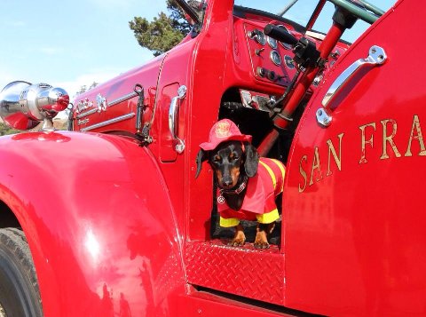 sf_fireengine's tweet image. Made it to another hump day. For that, we all deserve a little #doxie #sffet #firetruck #SFfiretruck #SFfireengine