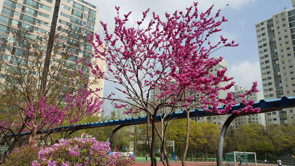 초림초교에서 투표관리 했는데
운동장앞에 핀 박태기나무꽃이
화려하게 빛이나
투표하러온 분들이 감탄을 많이 합니다.
빛에 반사되는 꽃이 아름다워요
