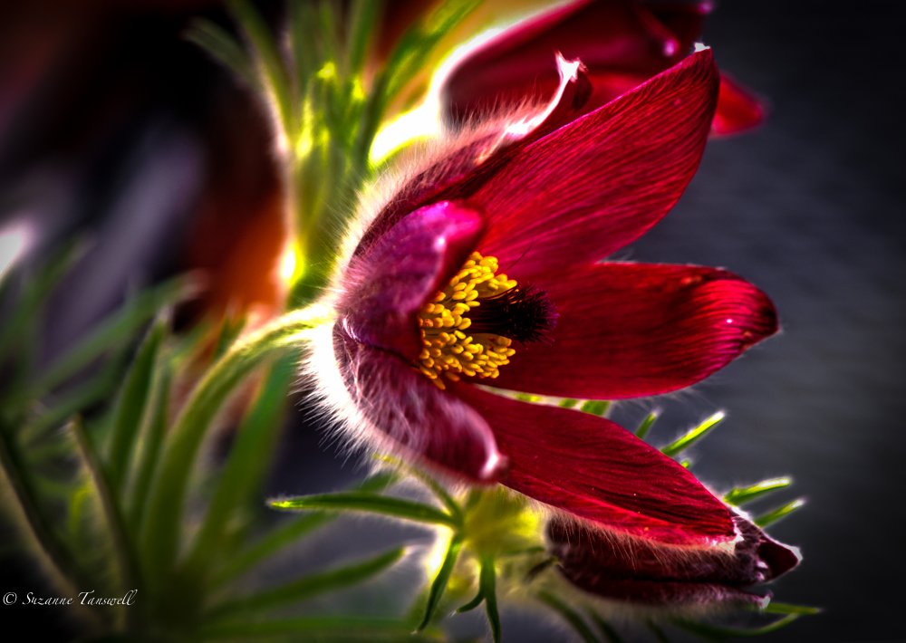 wassila's tweet image. #pulsatilla #vulgaris #light #macro @YVESWAUTHIER @NikonatGrays @AP_Magazine @MacroPhotoFun @Mithras111 @NIKON1917