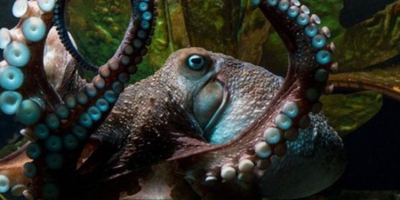 MaoriTech's tweet photo. An octopus escaped from an aquarium by using a drain pipe https://t.co/xExPMMH1m0 https://t.co/KjHqAfnF7y #maoristem