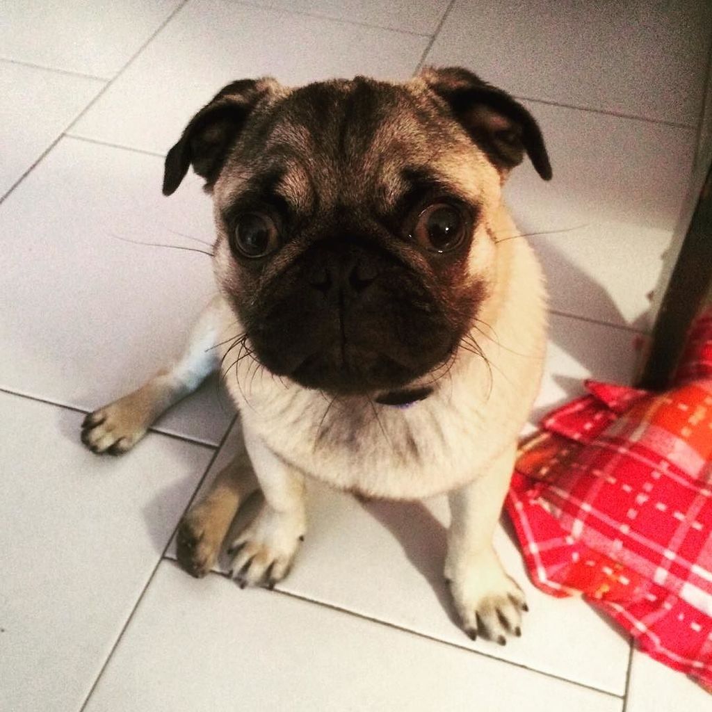 Puglee_Pug's tweet photo. I'm sorry... I really am😢😢 #vittoriothepug #guiltypug #pug #springpug #pugs #pugsnotdrugs #pugsarethebest #pugsofin… https://t.co/R0ANe8adjd