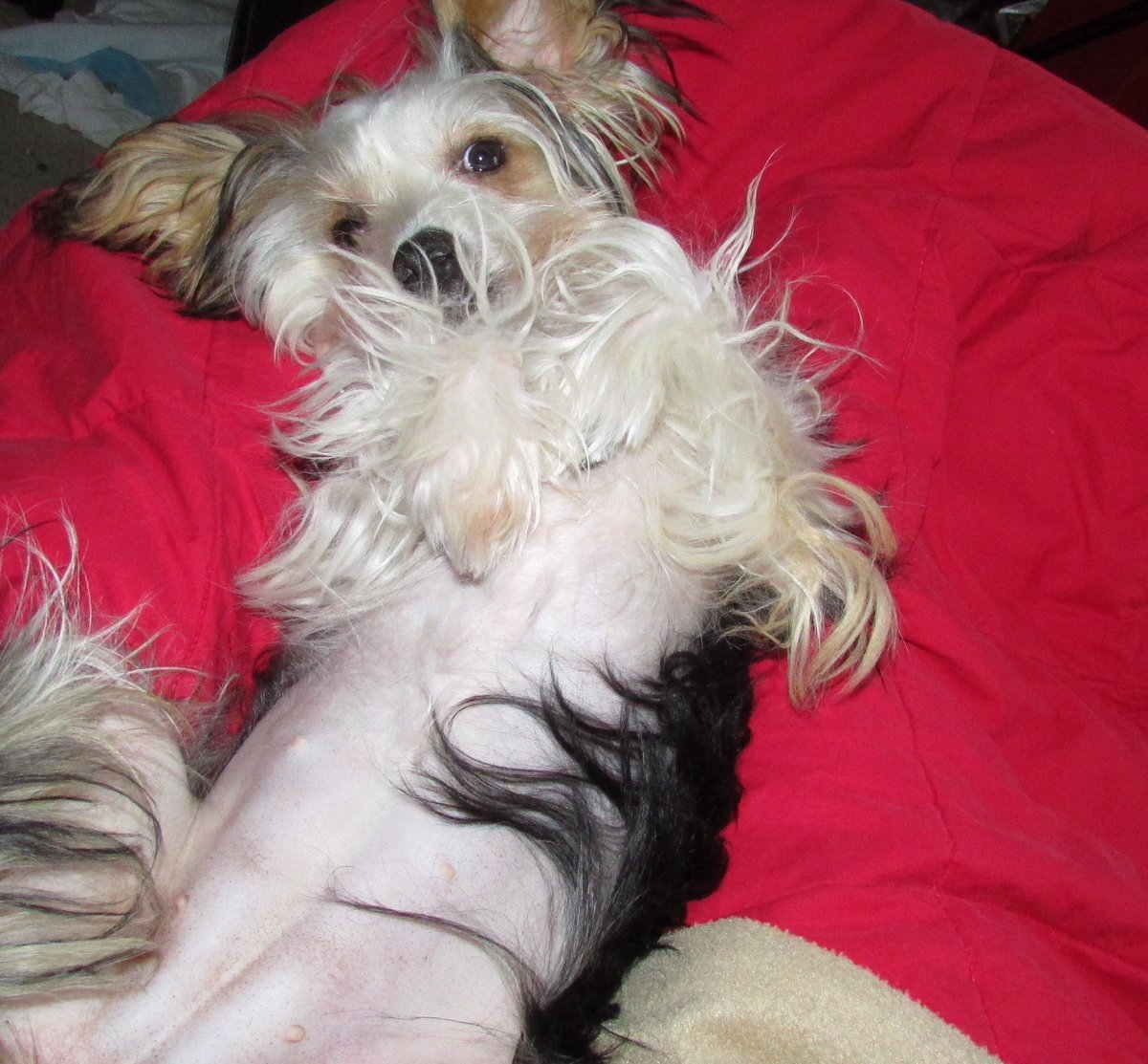 ThatSteeve's tweet photo. @CBCVancouver This is Lucy. Bonus video! https://t.co/3wrEsb6PRS https://t.co/ORIj8vBYr5