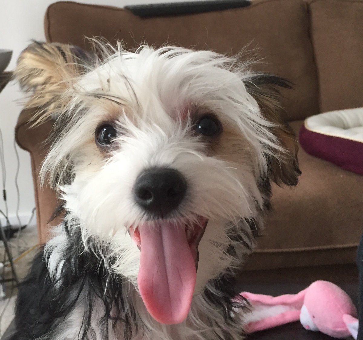 ThatSteeve's tweet photo. @CBCVancouver This is Lucy. Bonus video! https://t.co/3wrEsb6PRS https://t.co/ORIj8vBYr5
