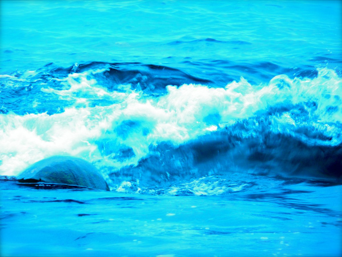 HonuLaniKauai's tweet image. Do you see it? #Turtle diving off my #backyardbeach into the #waves in #Kauai @HonuLaniKauai