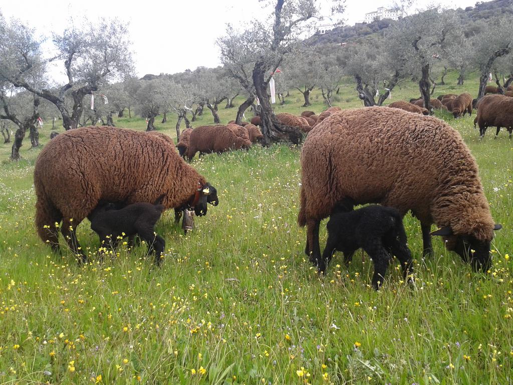 Gonzalo_Palomo's tweet photo. Nueva paridera a pares #Merineando #merinasnegras tras bajada de #ElPortanchito #LaMontaña #Cáceres pronto #esquila https://t.co/EptcQA8e8j
