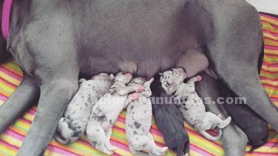 perrosymas's tweet image. Camada de dogo alemán #Tarragona #tablondeanuncios tablondeanuncios.com/dogo-aleman/ca…